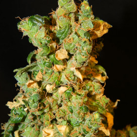 Auto Pipi (Пипи ТГК 17%)